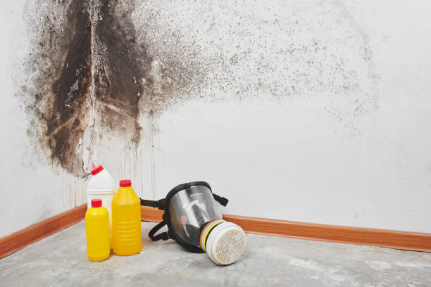 Best Mold Remediation Experts  in Conley, GA