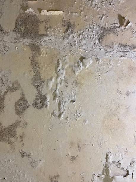 Best Emergency Mold Removal  in Conley, GA