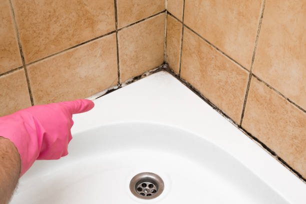 Best Local Mold Removal Service  in Conley, GA